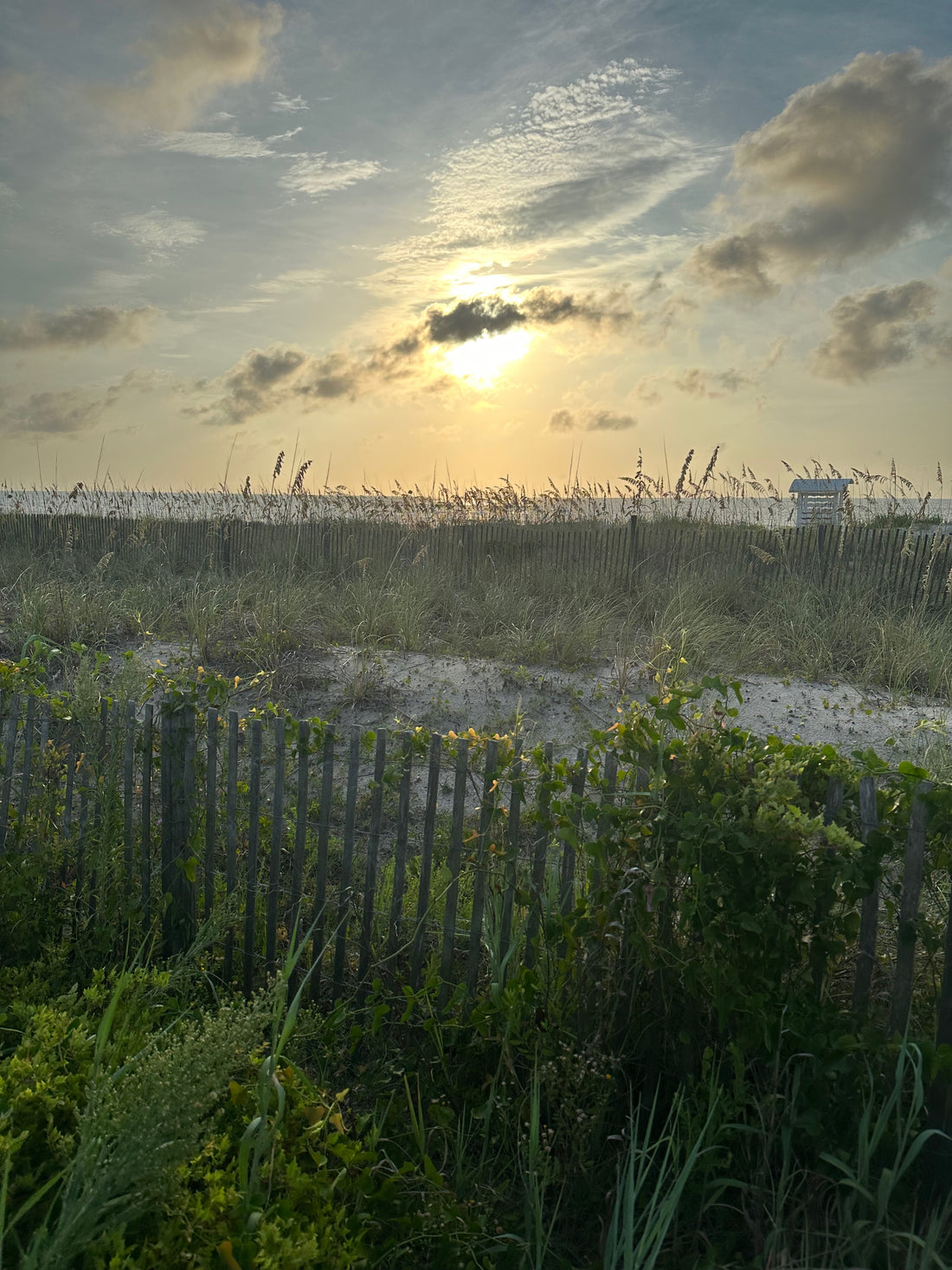 The Ultimate Guide to Choosing the Best Surf Fishing Rods